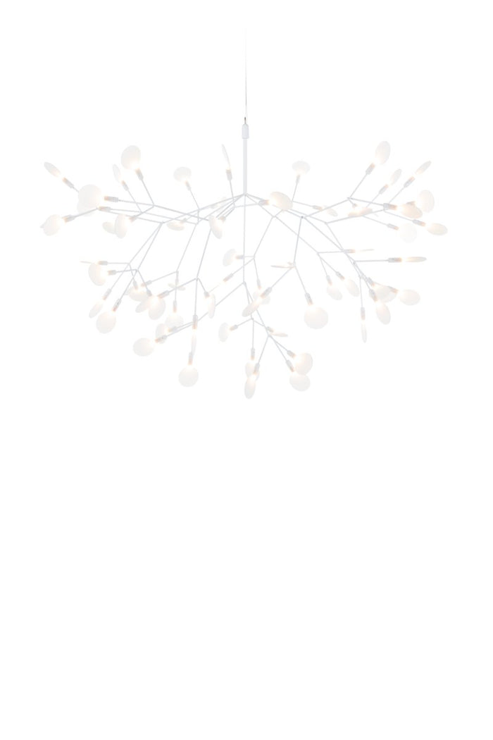 Heracleum III small
