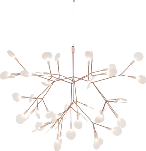 Heracleum