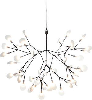 Heracleum
